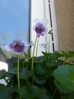 P1320678.webp