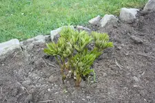 IMG_5345__.webp