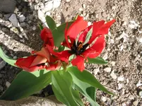 001.webp