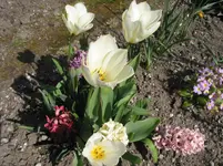 004.webp