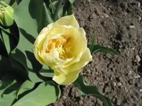 011.webp