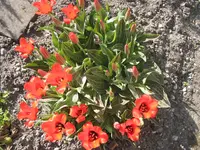 015.webp
