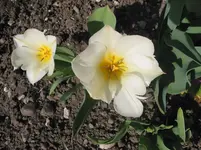 016.webp
