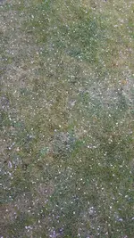 Rasen 2015 (1).webp