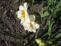 017.webp