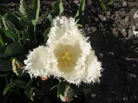 018.webp