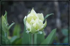 comp_DSC03167.webp