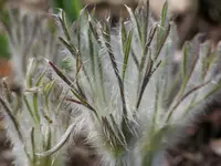 100_5914.webp