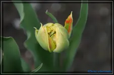 comp_DSC03172.webp