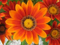 003 (2).webp
