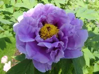 006 (2).webp