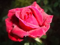 014.webp