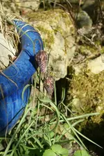 F.meleagris.webp