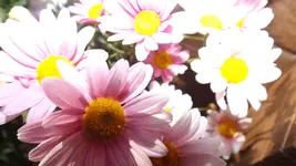 DSCF1300.webp