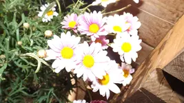 DSCF1301.webp