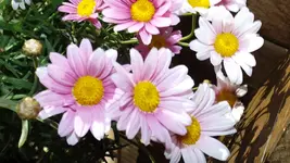 DSCF1302.webp