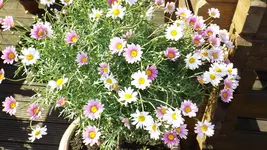 DSCF1303.webp