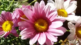 DSCF1304.webp