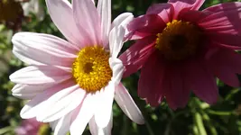 DSCF1305.webp