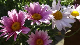DSCF1307.webp