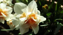 DSCF1310.webp