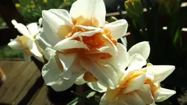 DSCF1311.webp