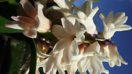 DSCF1324.webp