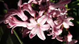 DSCF1352.webp