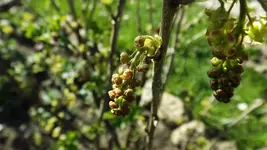 DSCF1331.webp