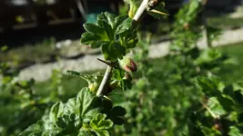 DSCF1337.webp