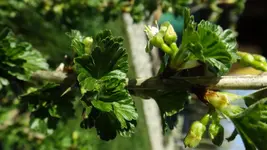 DSCF1338.webp