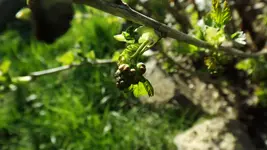 DSCF1339.webp