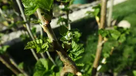 DSCF1341.webp