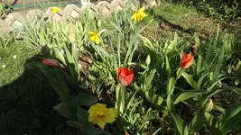 DSCF1354.webp