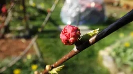 DSCF1375.webp