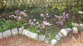 DSCF1393.webp