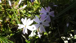 DSCF1404.webp
