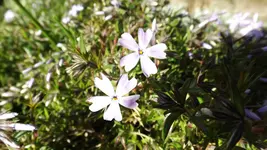 DSCF1405.webp