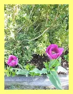 008.webp