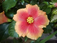 CIMG0957.webp