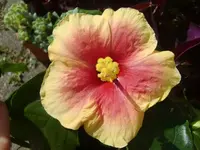 CIMG0282.webp