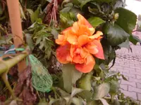 CIMG7187.webp