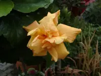 Kopie%2Bvon%2BCIMG6939.webp