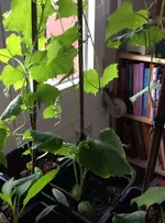 Luffa2.webp