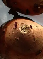 Süsskartoffeln.webp