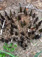 Hosta.webp
