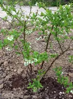 Heidelbeeren.webp