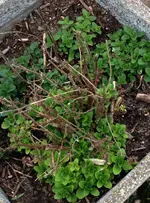Oregano.webp