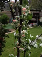 Säulenapfel.webp