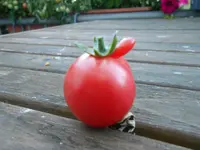 DSCN0804.webp